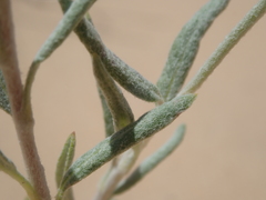 Eriogonum nummulare