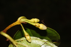 Blakea henripittieri