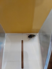 Phyllodromica maculata