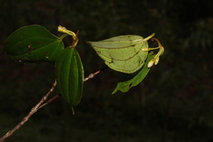 Blakea henripittieri