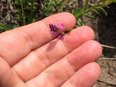 Polygala polygama obtusata