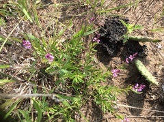 Polygala polygama obtusata