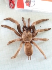 Selenocosmiinae