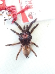 Selenocosmiinae