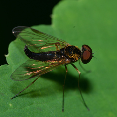 Chrysopilus fasciatus