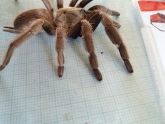 Selenocosmiinae