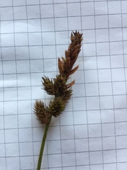Carex vulpina