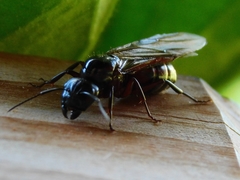 Camponotus herculeanus