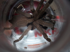Selenocosmiinae