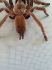Selenocosmiinae