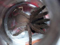 Selenocosmiinae