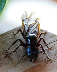 Camponotus herculeanus