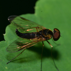 Chrysopilus fasciatus