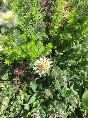 Trifolium ambiguum