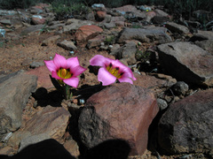 Romulea subfistulosa
