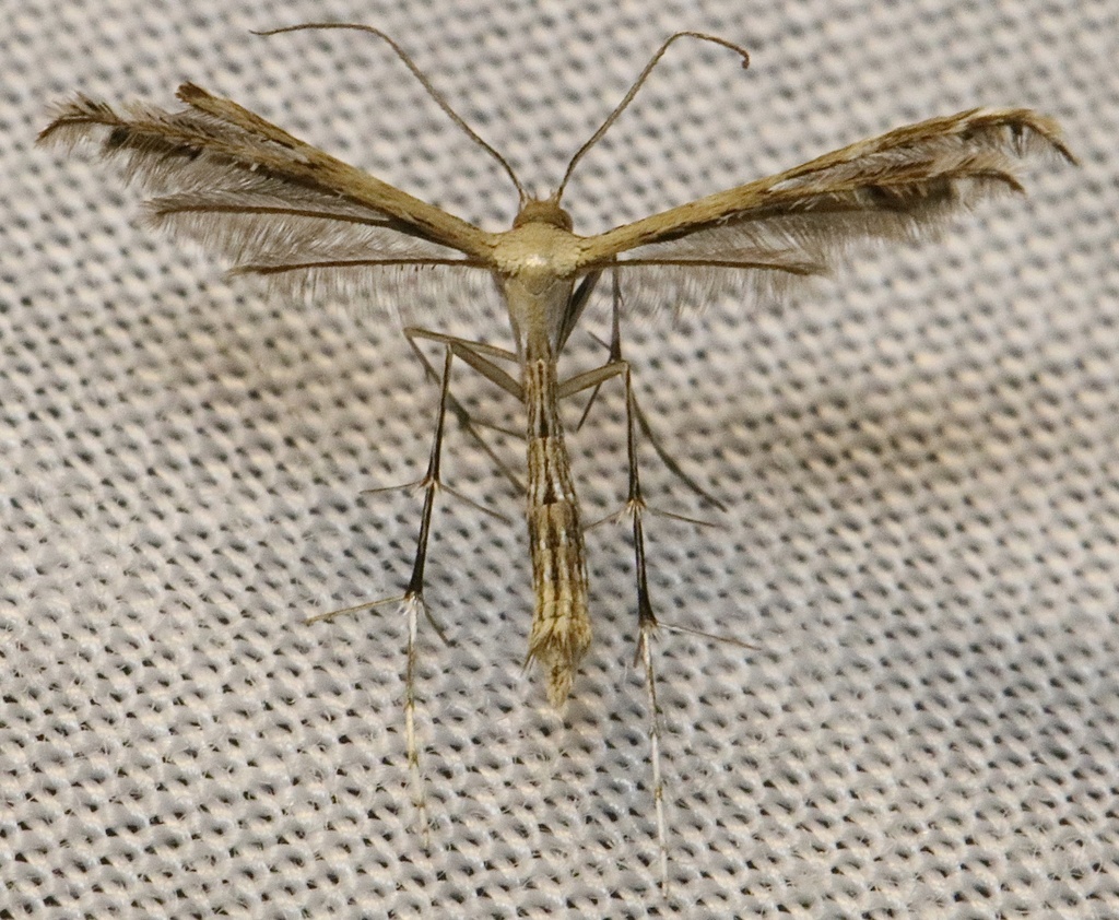 Sundew Plume Moth
