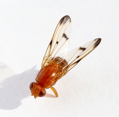 Toxonevra quinquemaculata