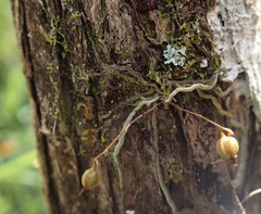 Dendrophylax porrectus