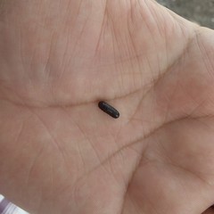 Coleoptera
