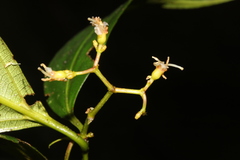 Miconia ecuadorensis