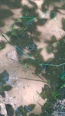 Lithobates kauffeldi