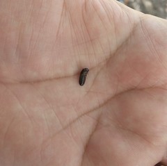 Coleoptera