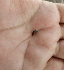Coleoptera