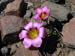 Romulea subfistulosa