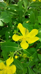 Hypericum monogynum