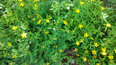 Hypericum monogynum