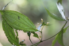 Miconia ecuadorensis