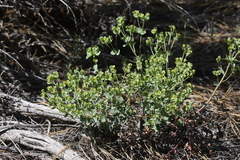 Euphorbia lurida