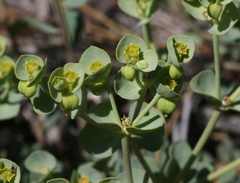 Euphorbia lurida