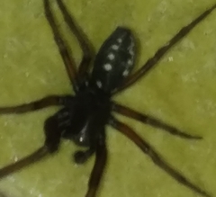 Nurscia albomaculata