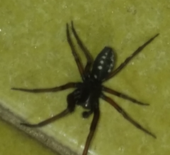 Nurscia albomaculata