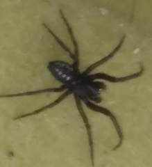 Nurscia albomaculata