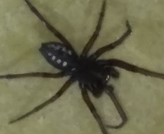 Nurscia albomaculata