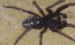 Nurscia albomaculata