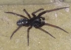 Nurscia albomaculata