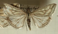 Loxostege virescalis