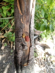 Rhipicephalus sanguineus