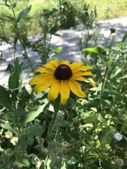 Rudbeckia hirta