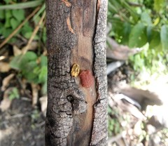 Rhipicephalus sanguineus