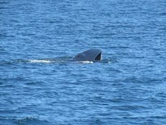 Balaenoptera borealis