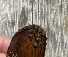 Helicopsyche borealis