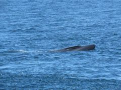 Balaenoptera borealis