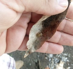 Rhipicephalus sanguineus