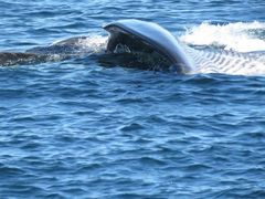 Balaenoptera borealis