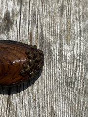 Helicopsyche borealis