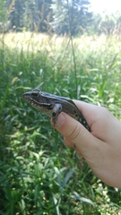 Lithobates kauffeldi